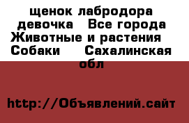 щенок лабродора девочка - Все города Животные и растения » Собаки   . Сахалинская обл.